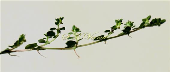  Plant with roots